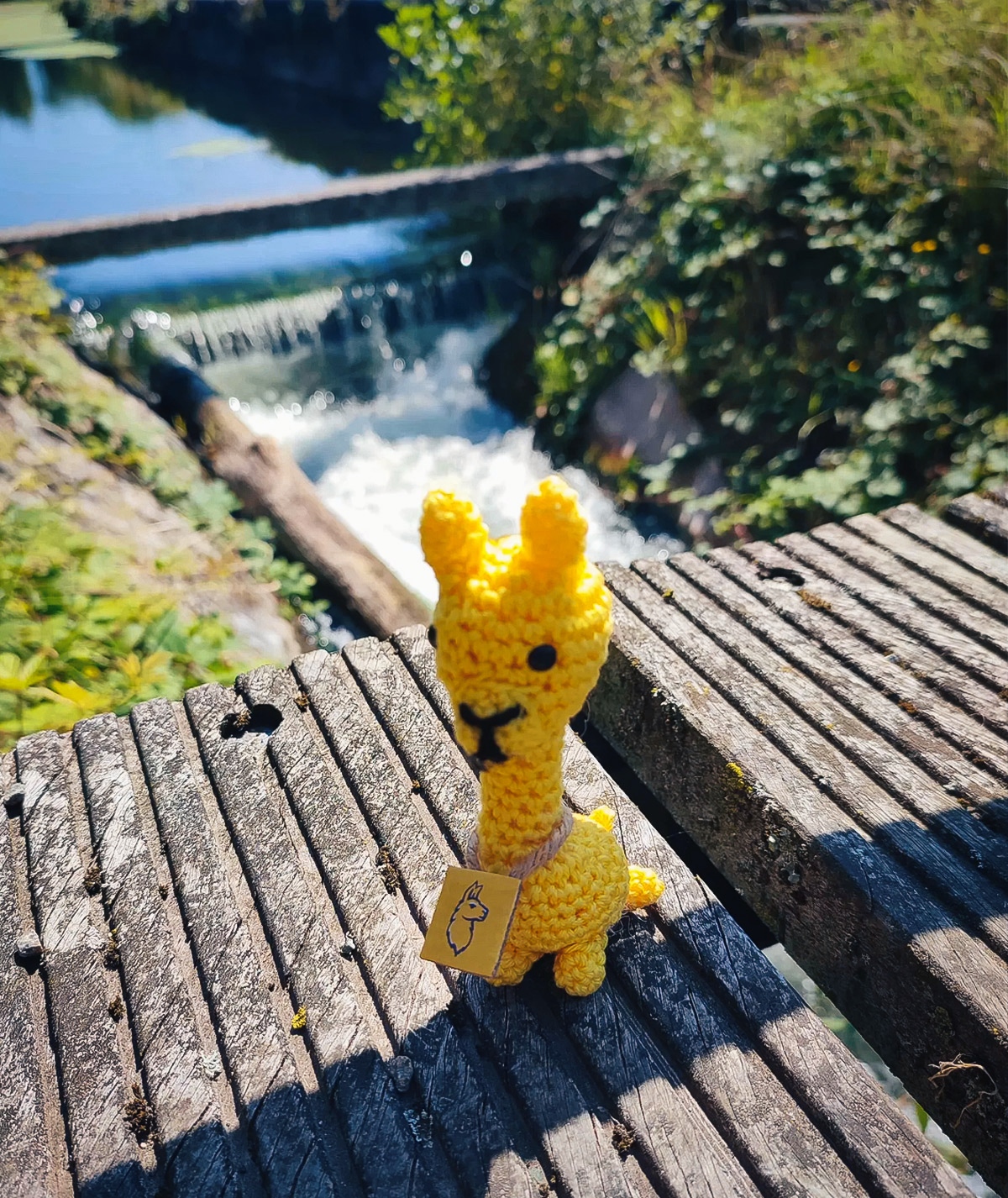 Le lama jaune - Belgique - Seneffe